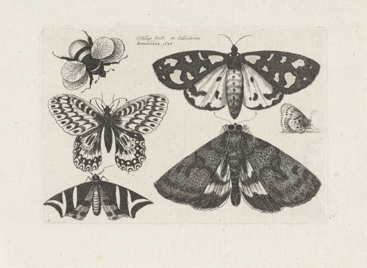 Můry, motýli a čmelák Hmyz (název série) Muscarum Scarabeorum (název série) od Wenceslaus Hollar