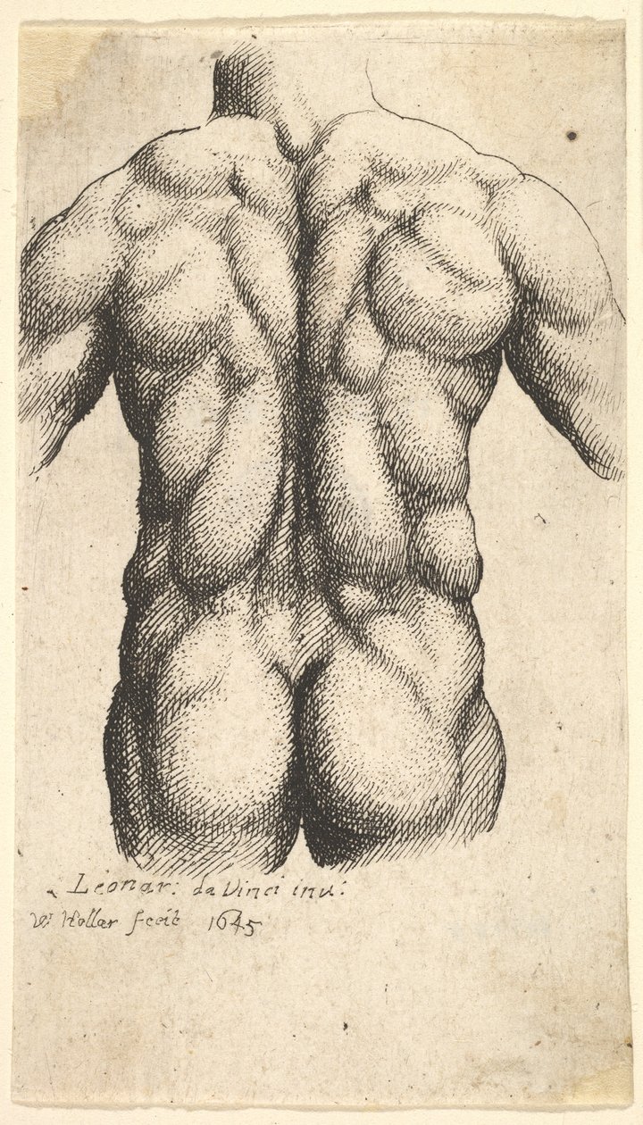 Nahé mužské torzo při pohledu zezadu, 1645. od Wenceslaus Hollar