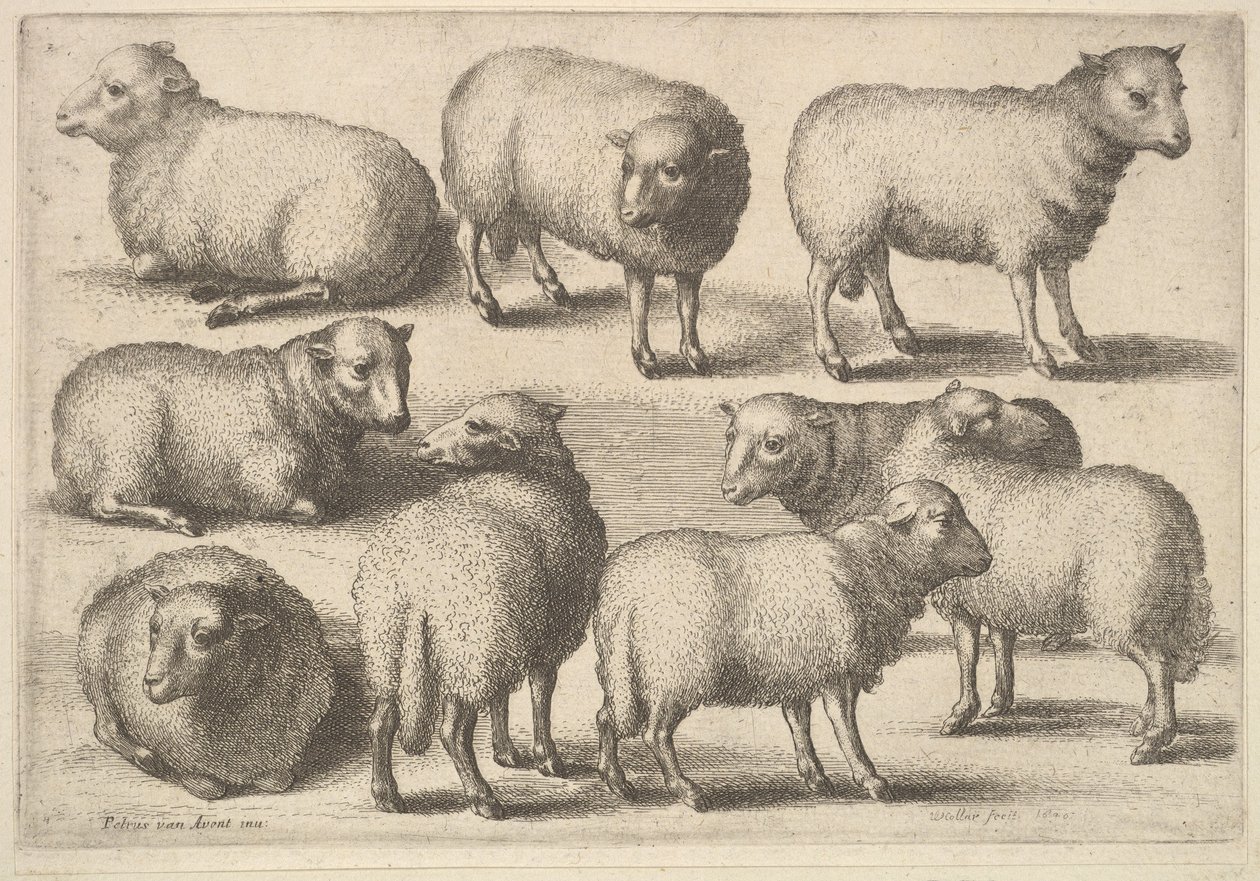 Devět ovcí, 1646. od Wenceslaus Hollar