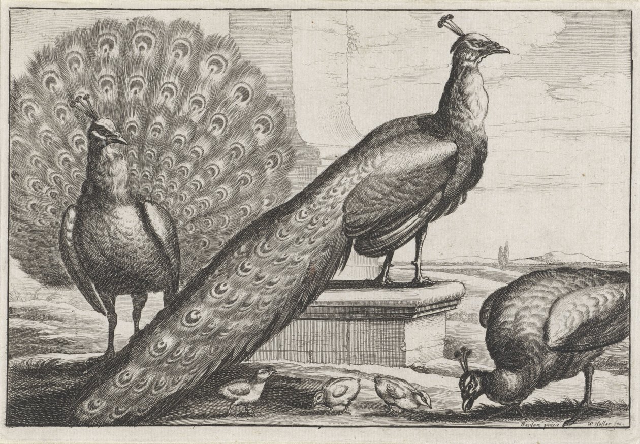 pávi Druh Diversae avium (název série) Různí ptáci (název série) od Wenceslaus Hollar
