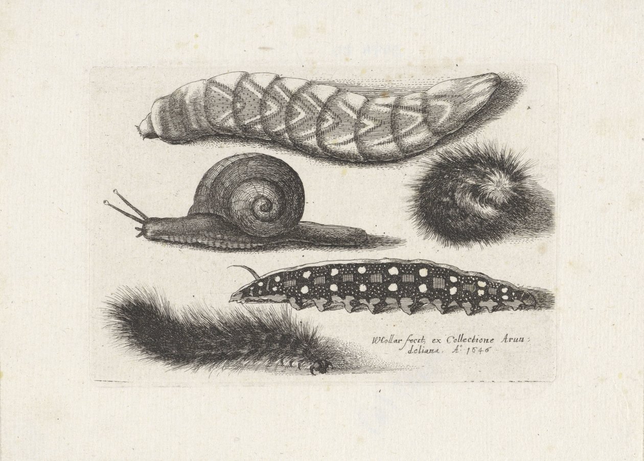 Housenky a šnek Hmyz (název série) Muscarum Scarabeorum (název série) od Wenceslaus Hollar
