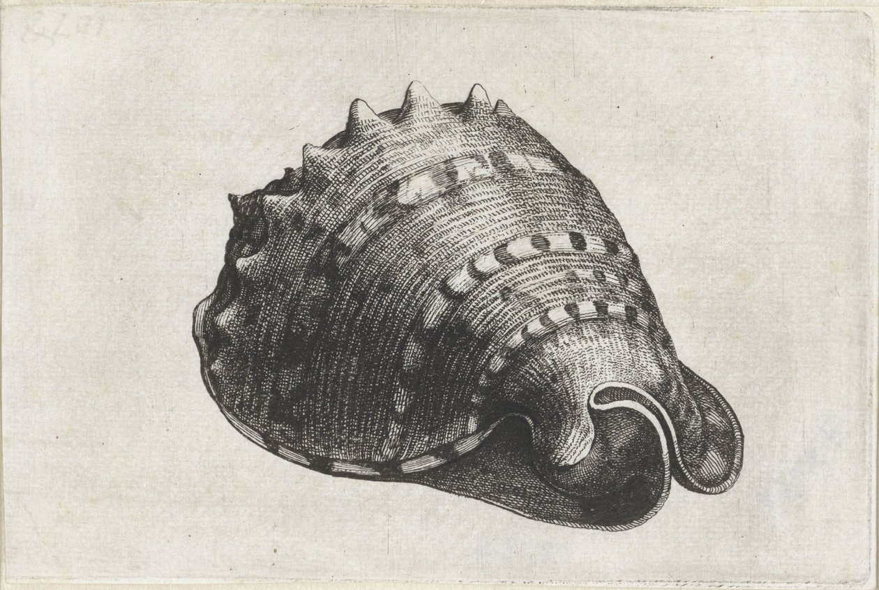 Skořápka, cassis cornuta Mušle (název série) od Wenceslaus Hollar