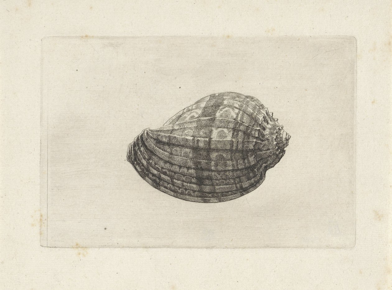 Shell, harpa major Mušle (název série) od Wenceslaus Hollar