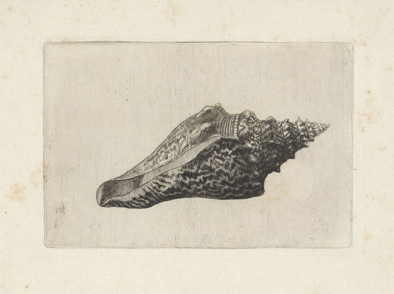 Skořápka, hemifusus ternatanus Shells (název série) od Wenceslaus Hollar