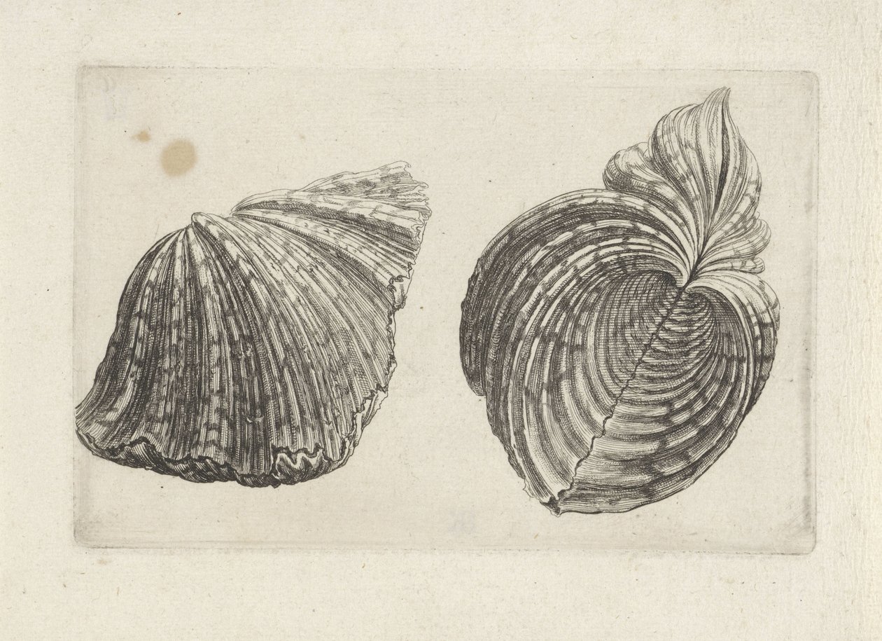 Shell, hroch hroch Shells (název série) od Wenceslaus Hollar