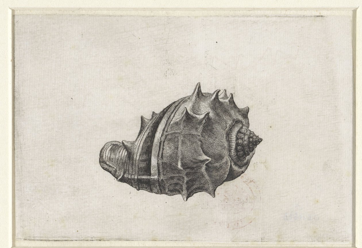 Shell, melongena melongena Mušle (název série) od Wenceslaus Hollar