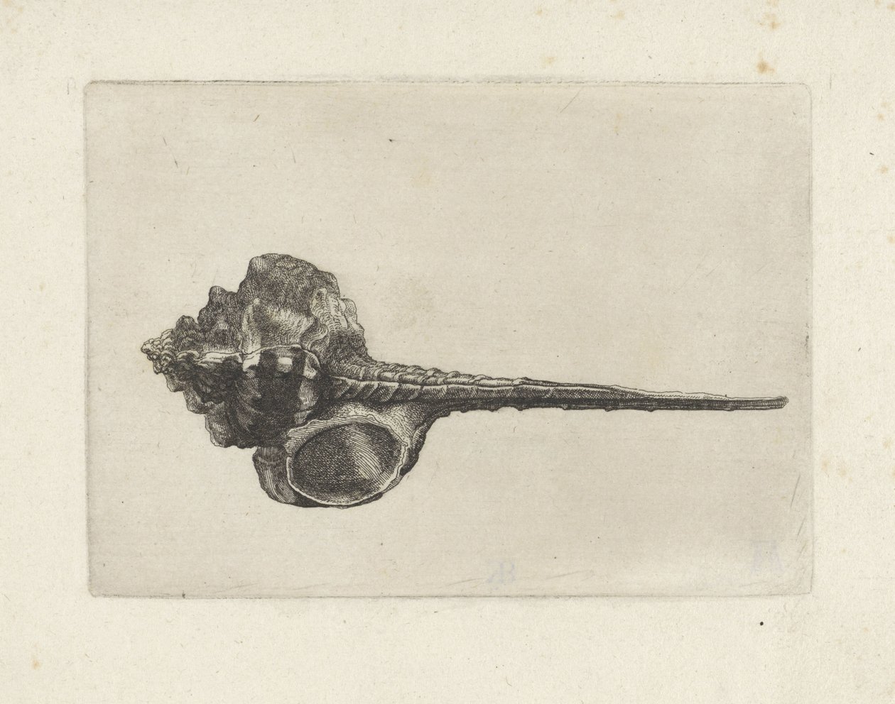 Shell, Murex haustellum Mušle (název série) od Wenceslaus Hollar