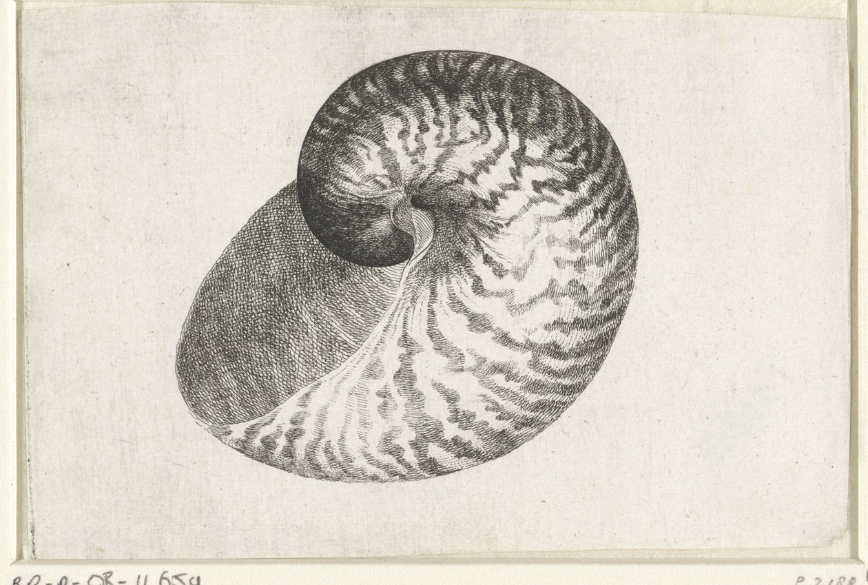 Shell, nautilus pompilius Mušle (název série) od Wenceslaus Hollar