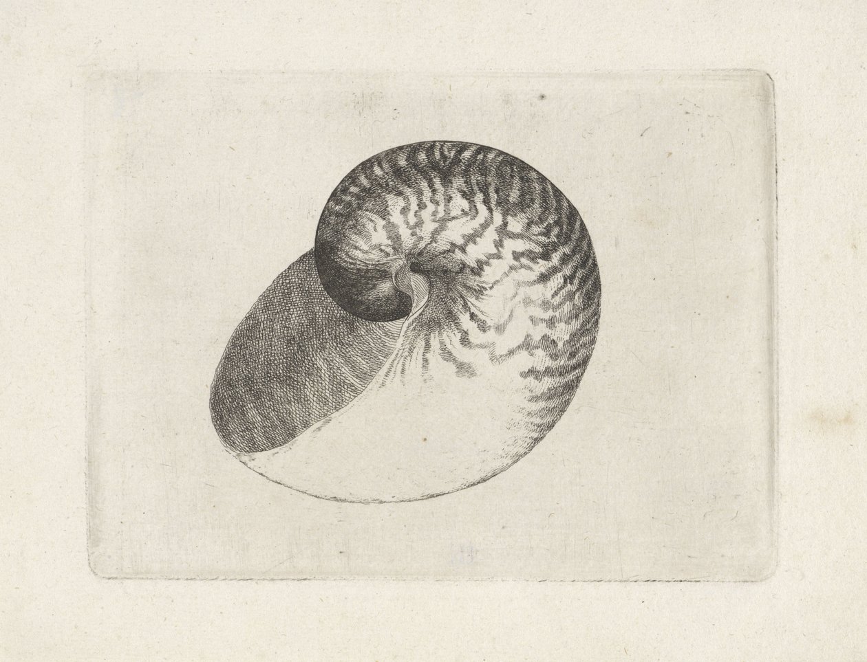 Shell, nautilus pompilius Shells (název série) od Wenceslaus Hollar