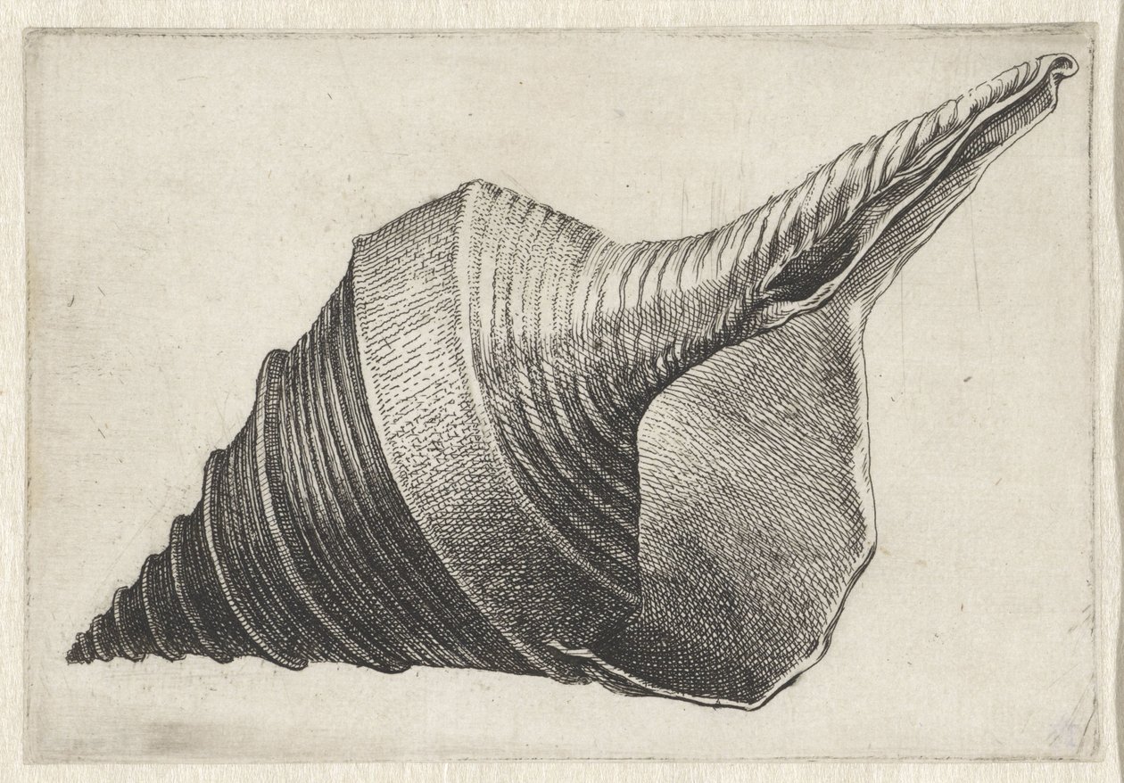 Shell, syrinx aruanus Mušle (název série) od Wenceslaus Hollar