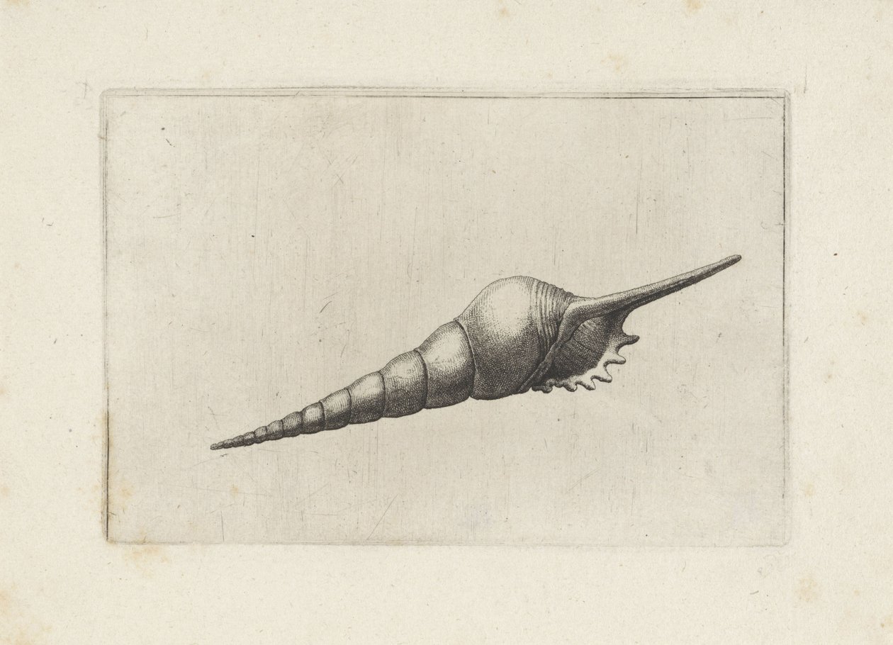 Schelp, vřeteno flétny melanocheilus Schelpen (název série) od Wenceslaus Hollar