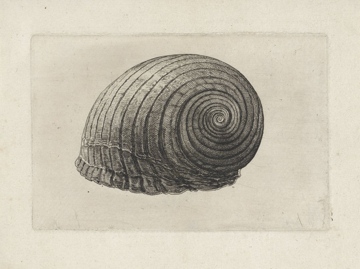 Shell, tonna galea Mušle (název série) od Wenceslaus Hollar