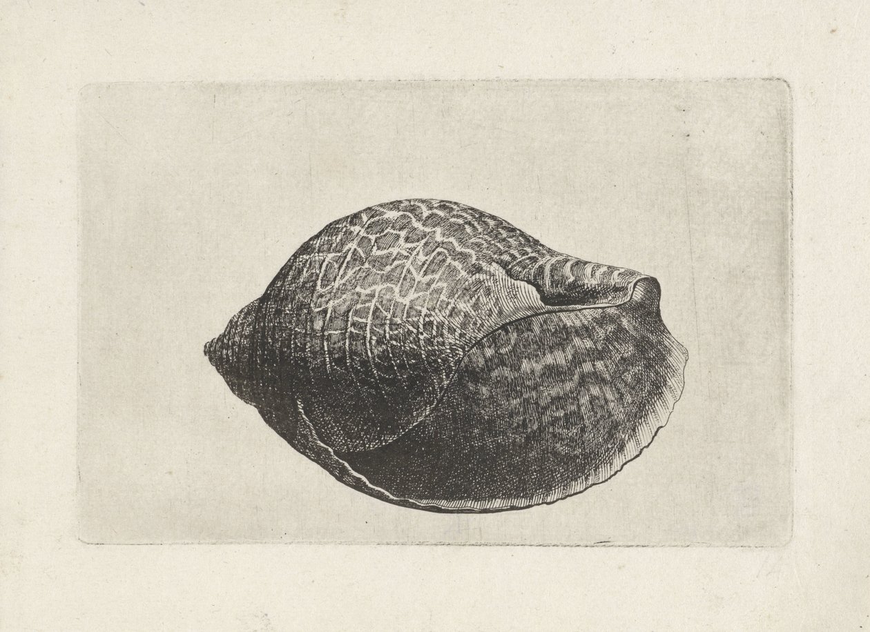 Shell, tonna perdix Shells (název série) od Wenceslaus Hollar