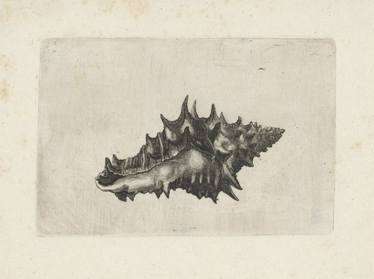 Skořápka, vasumkeramika Mušle (název série) od Wenceslaus Hollar