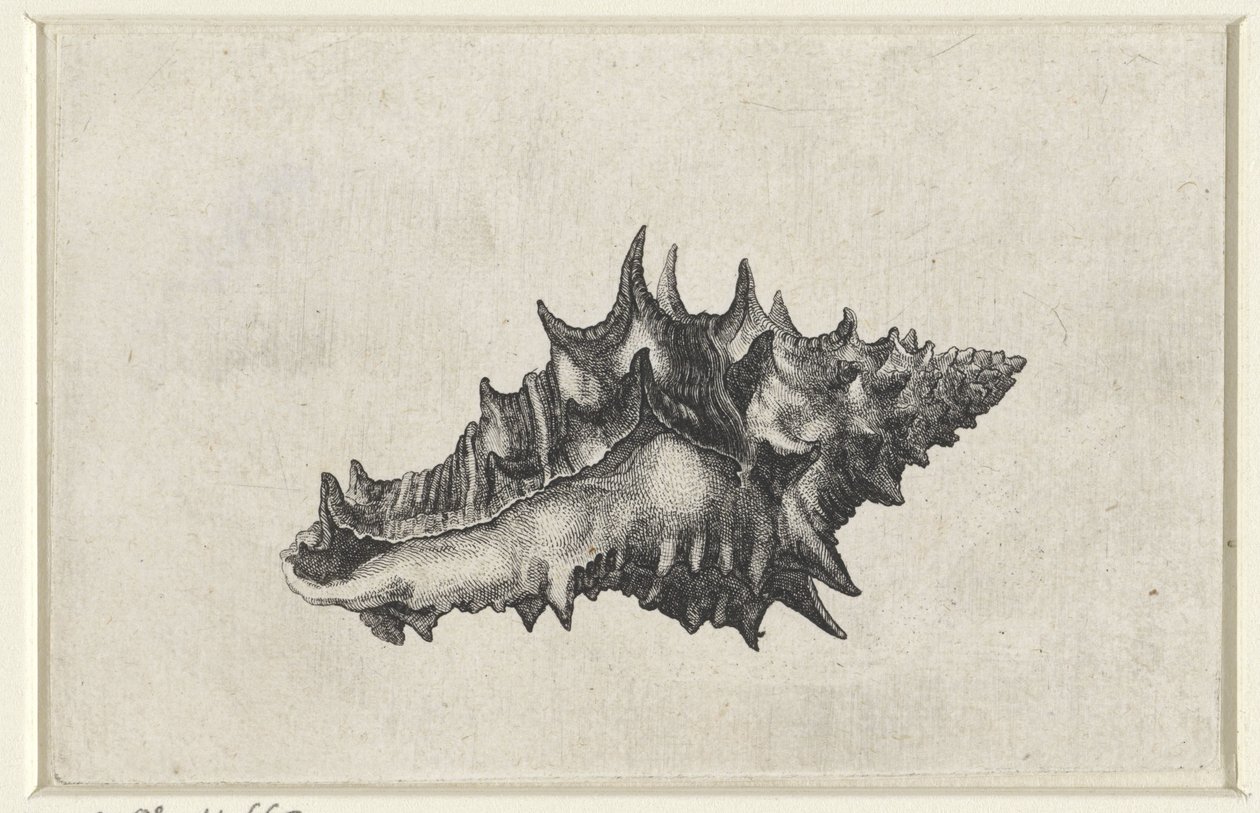 Skořápka, vazumkeramika Mušle (název série) od Wenceslaus Hollar