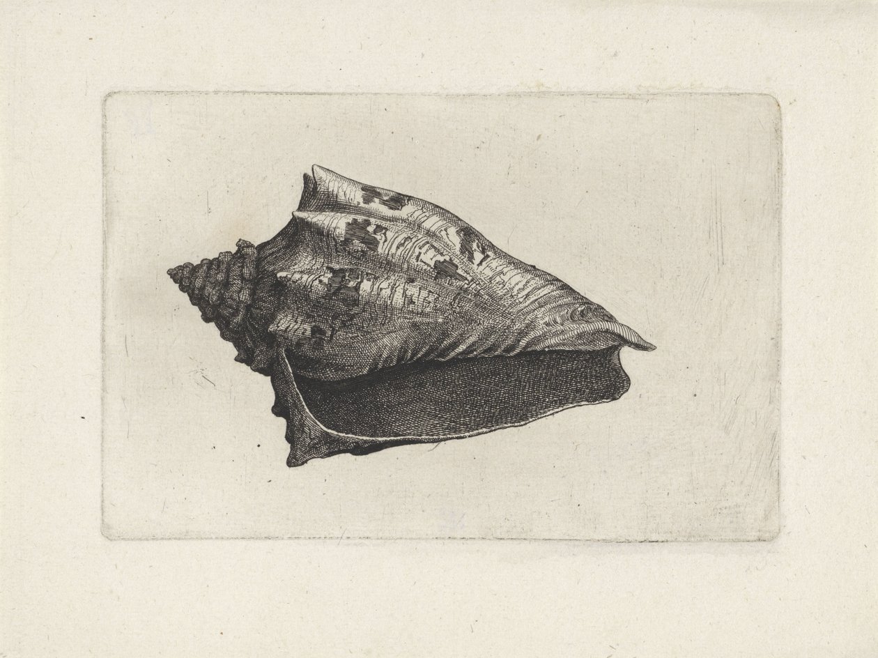 Shell, voluta ebraea Shells (název série) od Wenceslaus Hollar