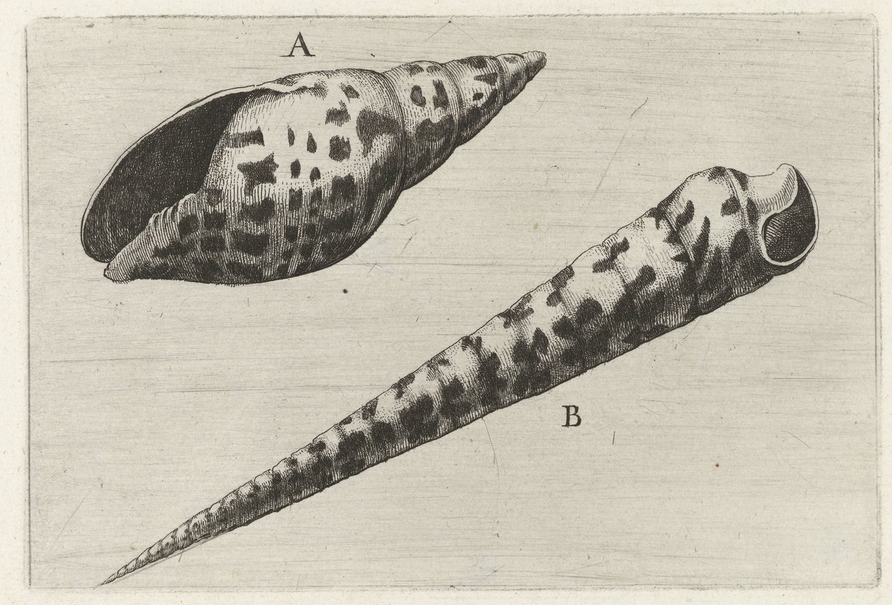 Schelpen, mitra cardinalis (A) en terebra subulata (B) Schelpen (series title)   1375767   cs       czech Successfully Translated  Original: Captain John Avery, engraving. Translat: Captain John Avery, engraving. 1415761 cs czech Successfully Translated Or od Wenceslaus Hollar