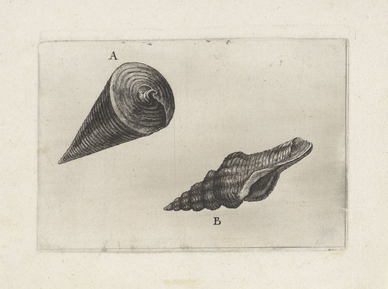 Mušle, telescopium telescopium (A) a fusinus laticostatus (B) Mušle (název série) od Wenceslaus Hollar