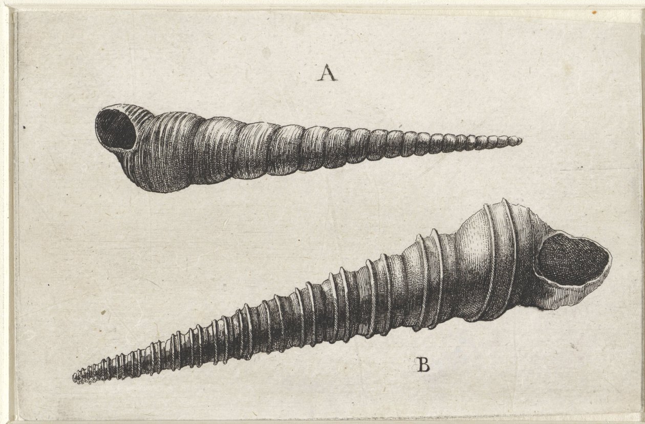 Mušle, turritella terebra (A) a turritella duplicata (B) Shells (název série) od Wenceslaus Hollar