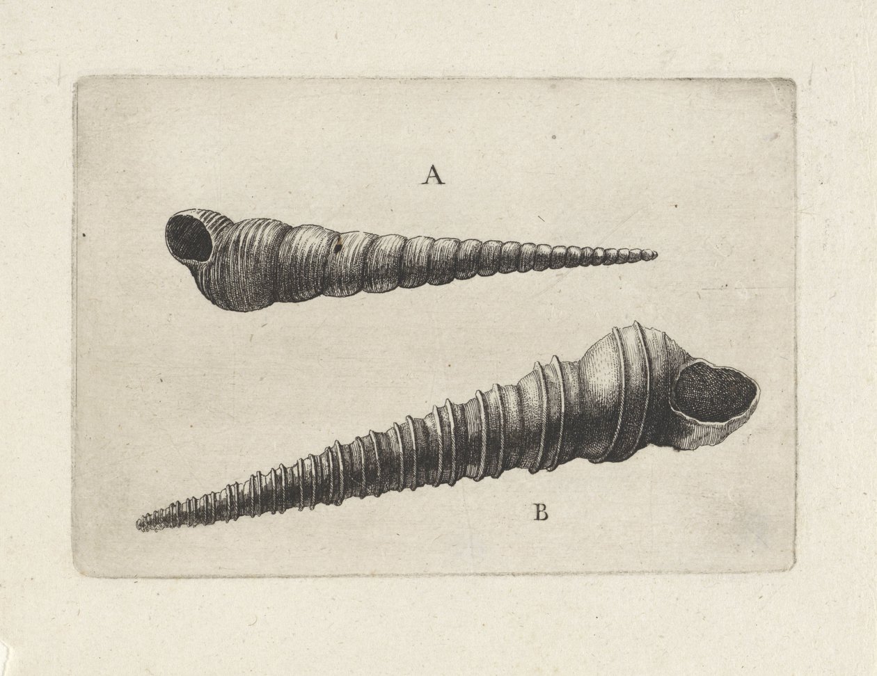 Mušle, turritella terebra (A) a turritella duplicata (B) Shells (název série) od Wenceslaus Hollar