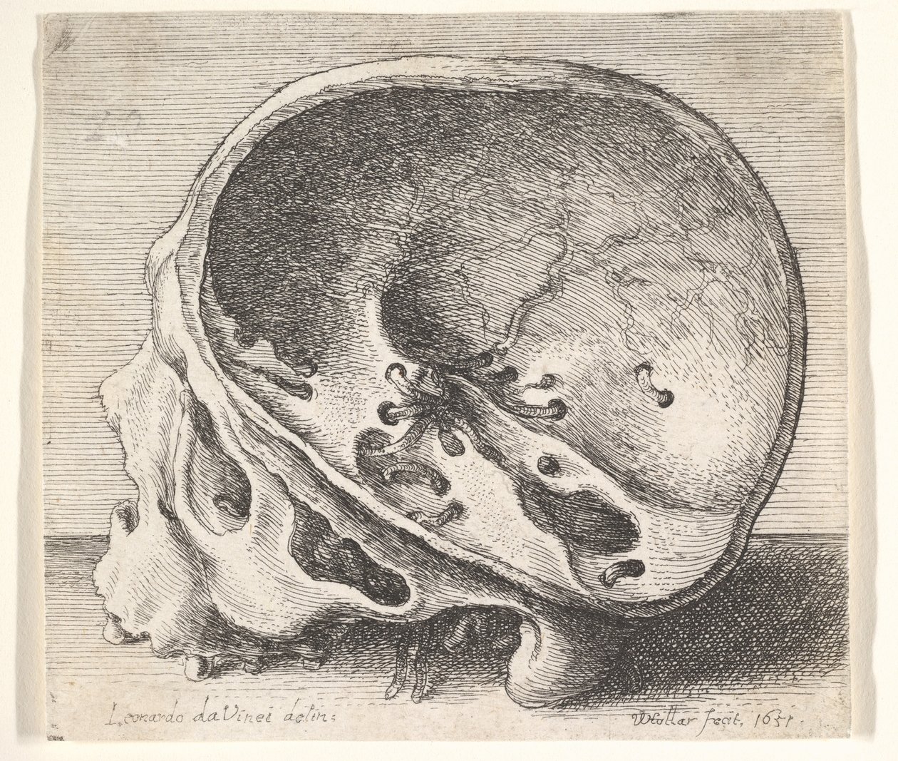 Řez lebky z profilu vlevo s odstraněnou levou stranou lebky, 1651. od Wenceslaus Hollar