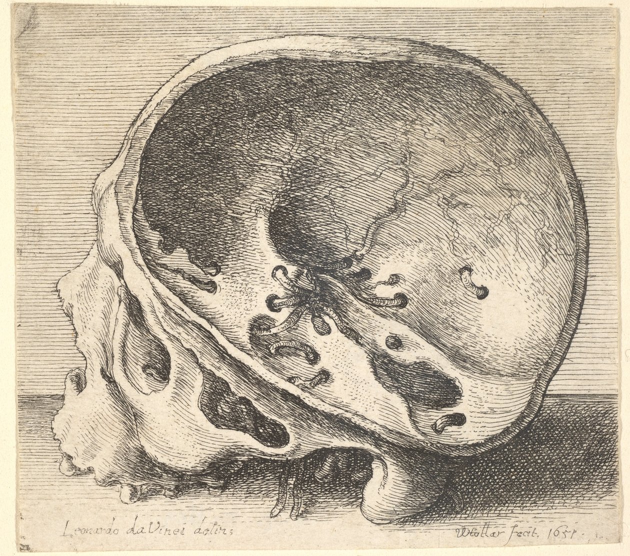 Řez lebky z profilu vlevo s odstraněnou levou stranou lebky, 1651. od Wenceslaus Hollar