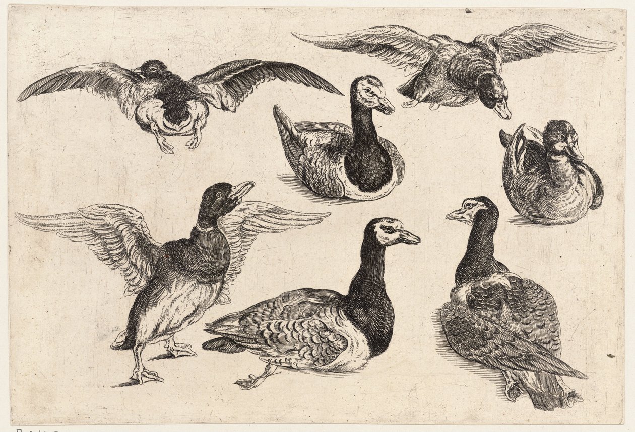 Sedm kachen od Wenceslaus Hollar