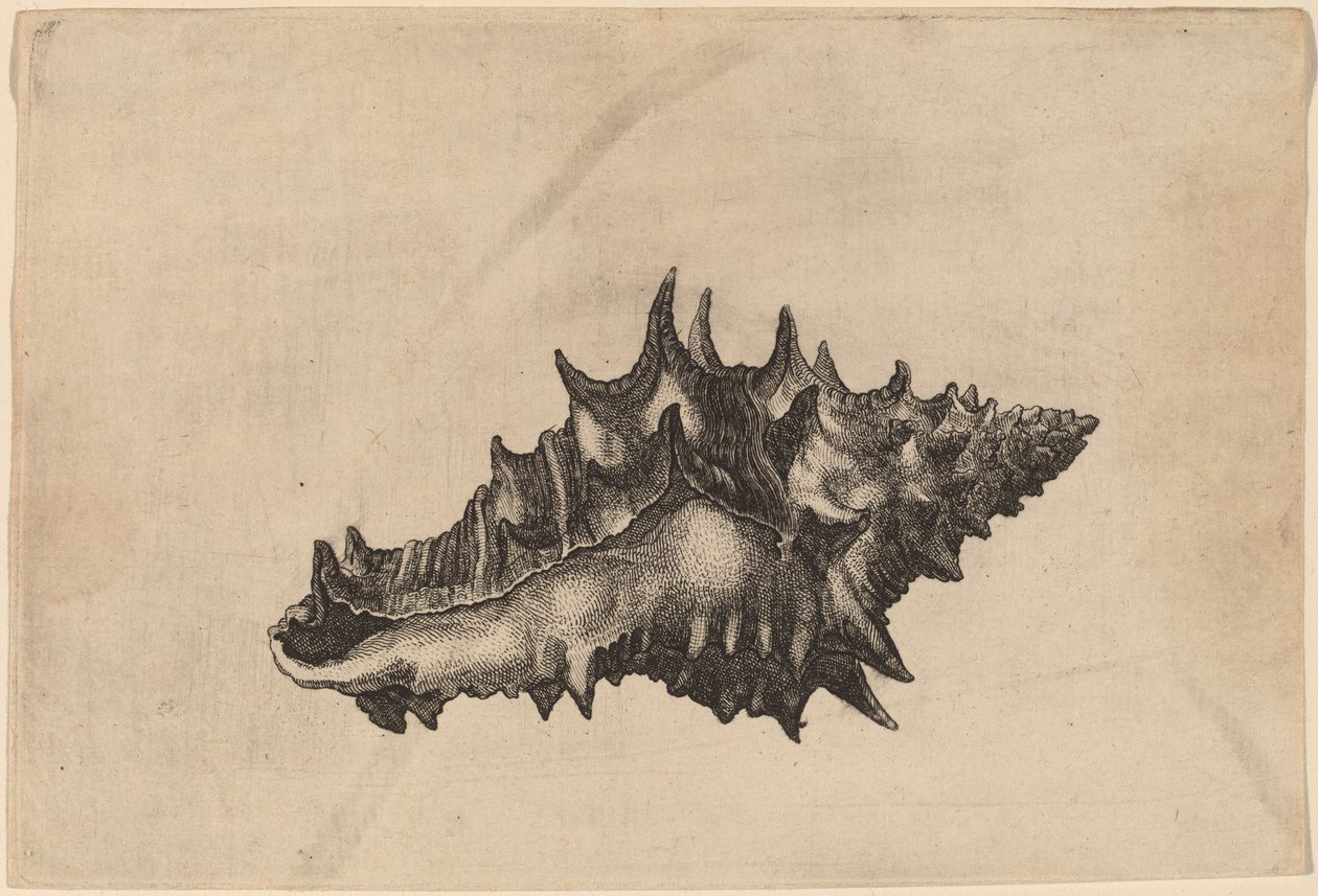 Skořápka (Vasum ceramicum) od Wenceslaus Hollar