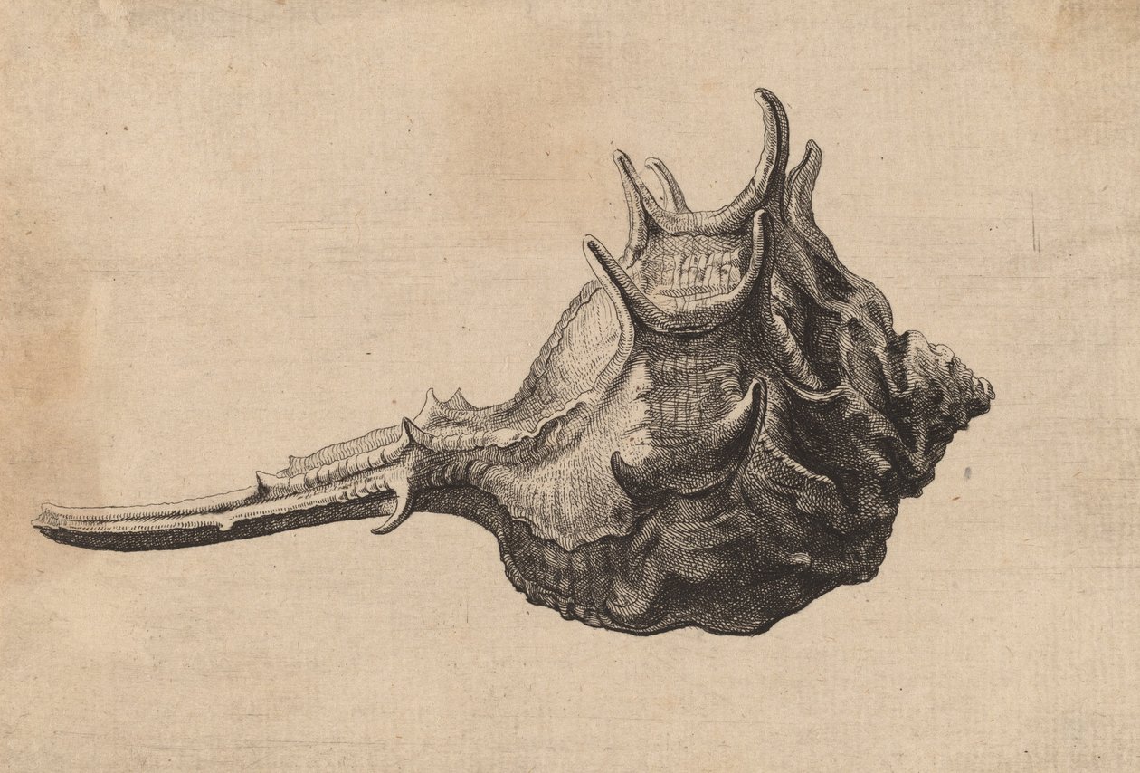 Shell Murex brandaris, c. 1645. od Wenceslaus Hollar