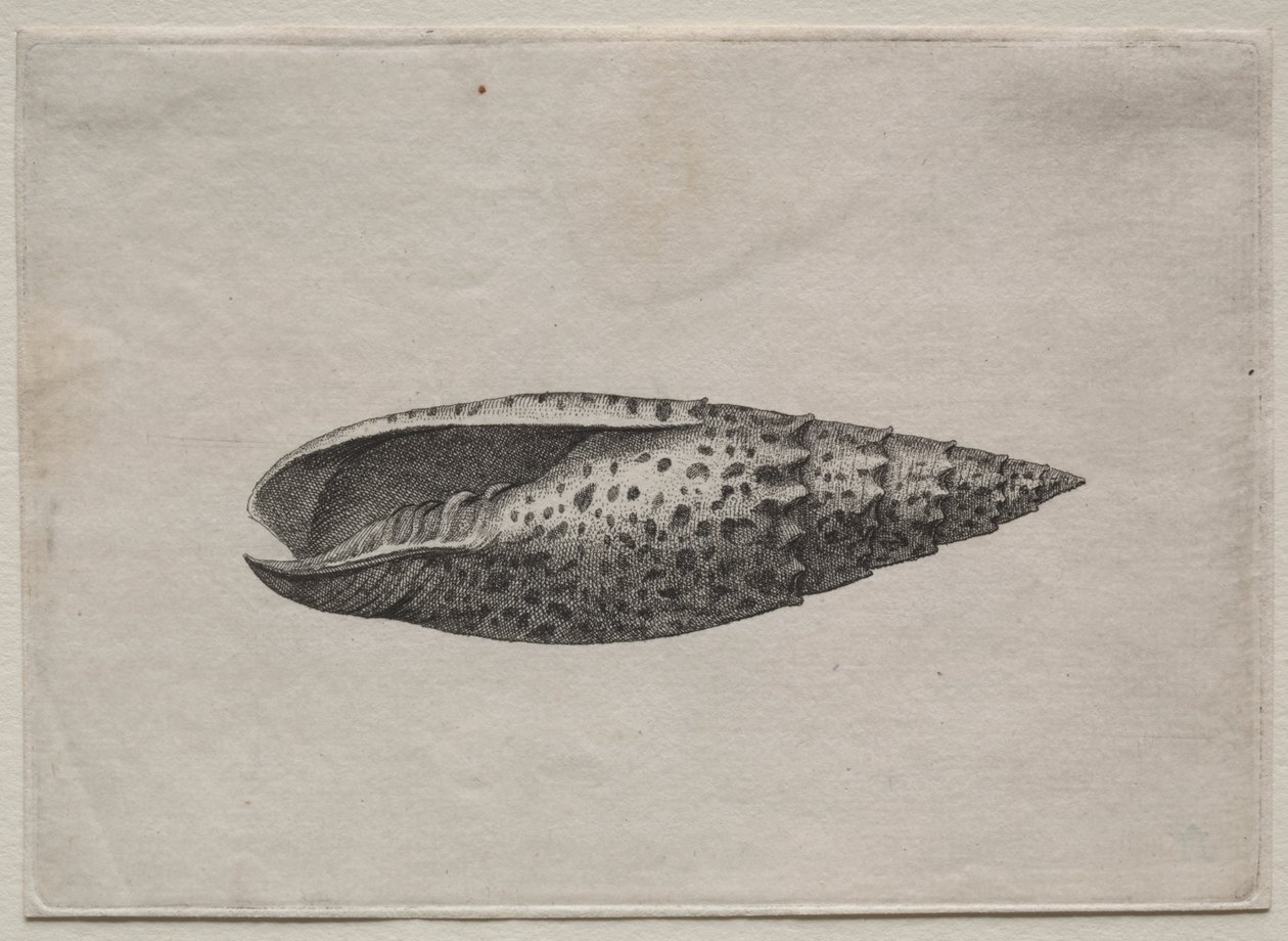 Mušle: Mitra papalis L od Wenceslaus Hollar