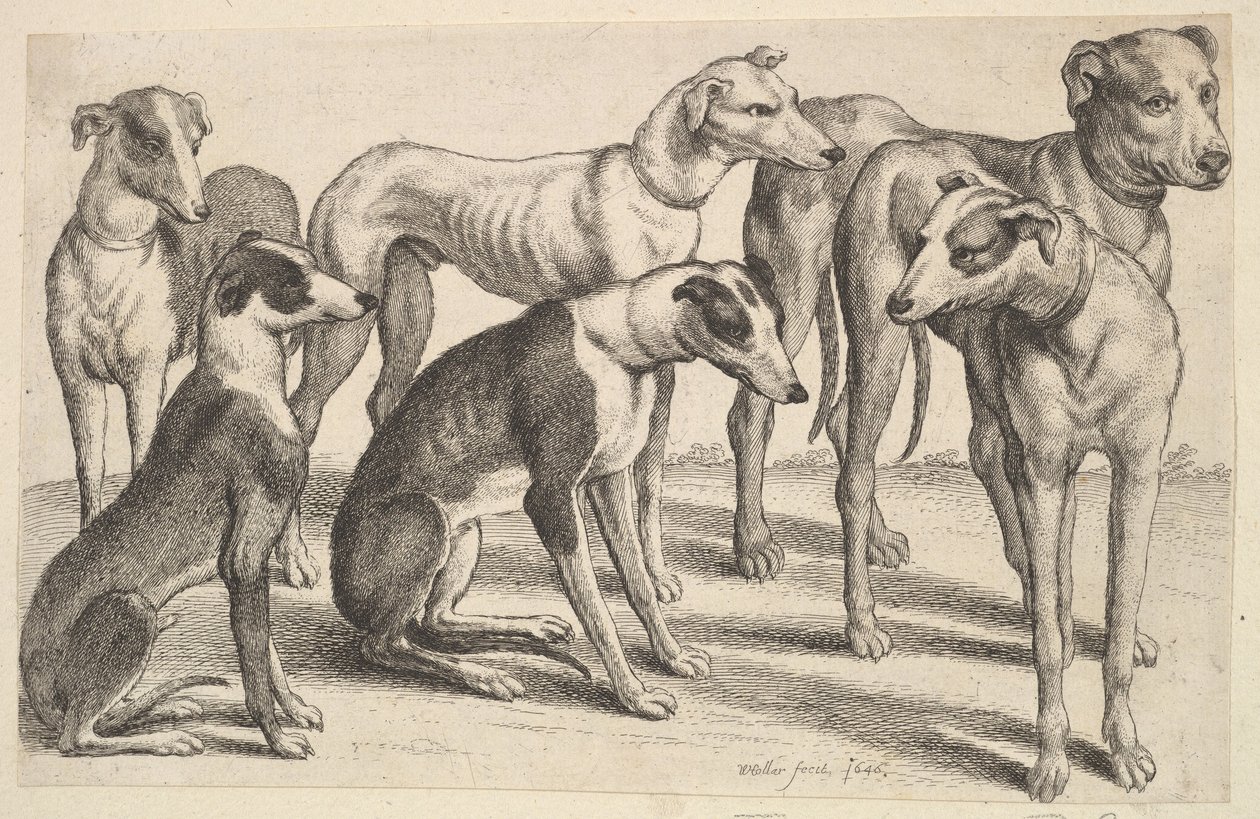 Šest honičů, 1646. od Wenceslaus Hollar