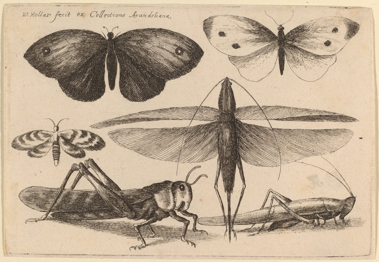 Šest hmyzu od Wenceslaus Hollar