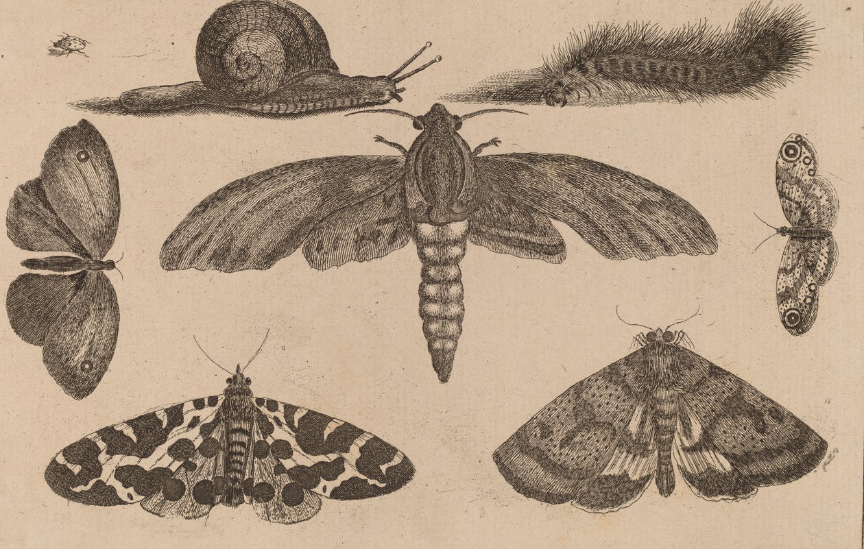 Šest hmyzu, housenka a šnek. od Wenceslaus Hollar