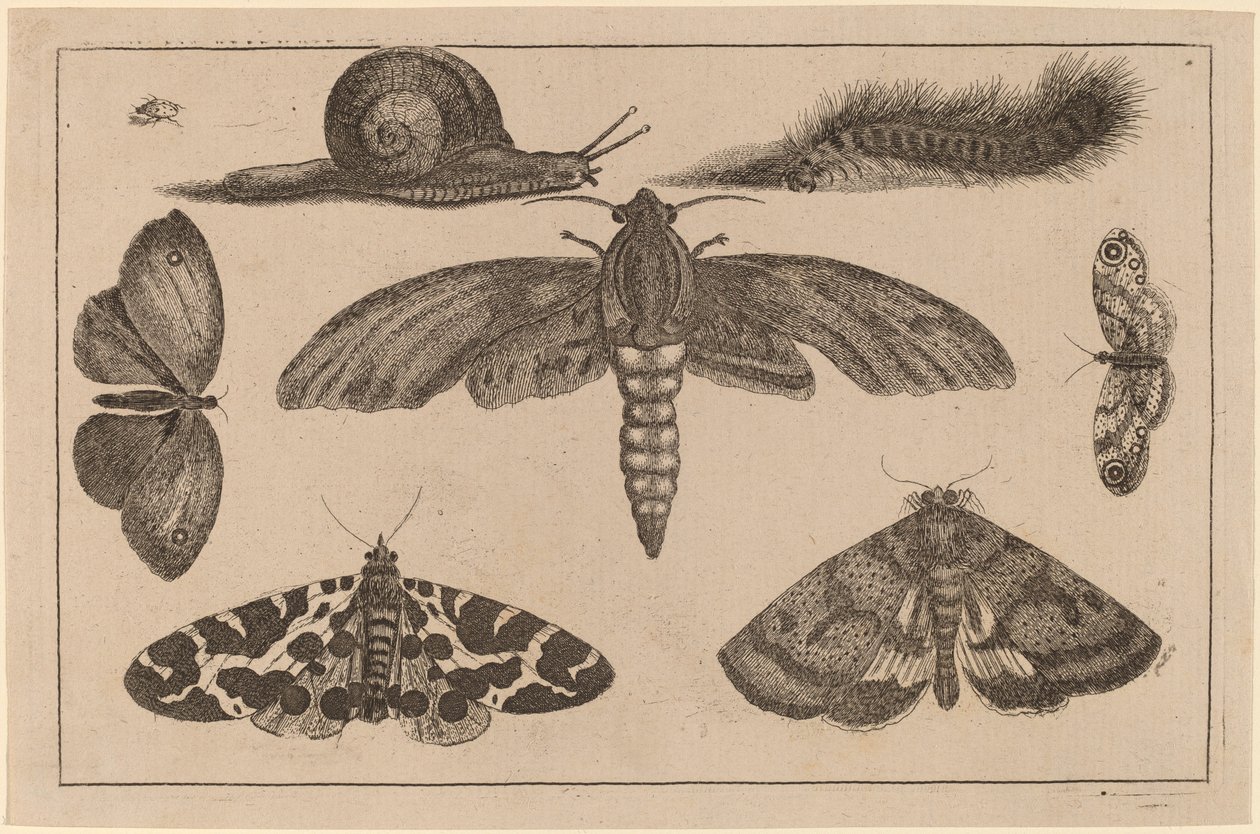 Šest hmyzu, housenka a šnek od Wenceslaus Hollar