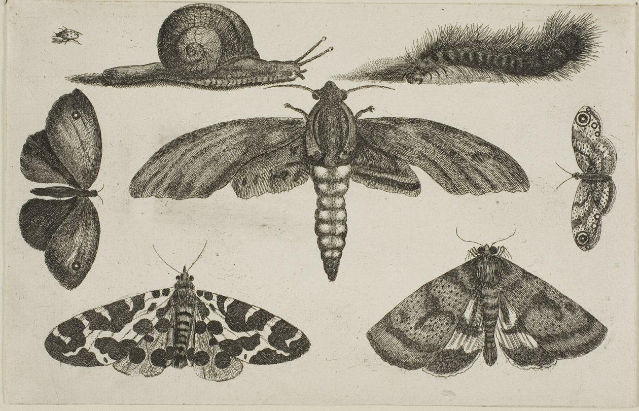 Šest hmyzu, housenka a šnek od Wenceslaus Hollar