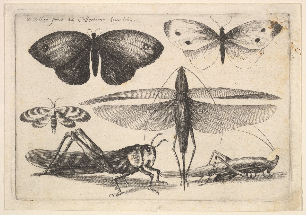 Šest hmyzu, 1646. od Wenceslaus Hollar