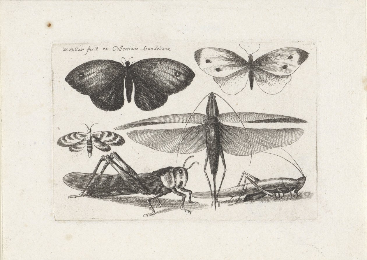 Kobylky a motýli Hmyz (název série) Muscarum Scarabeorum (název série) od Wenceslaus Hollar