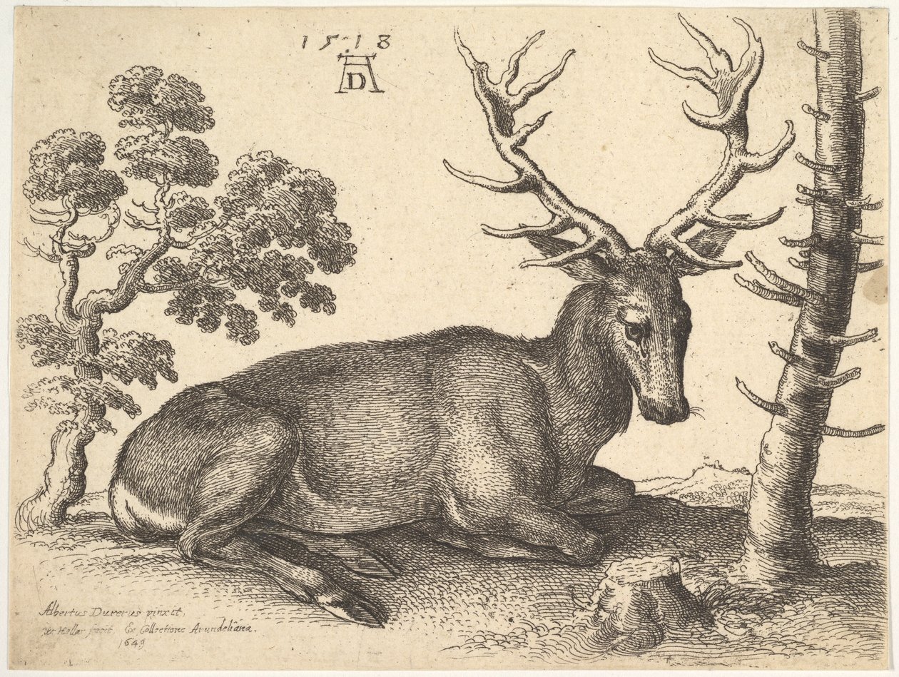Jelen ležící vpravo, 1649. od Wenceslaus Hollar