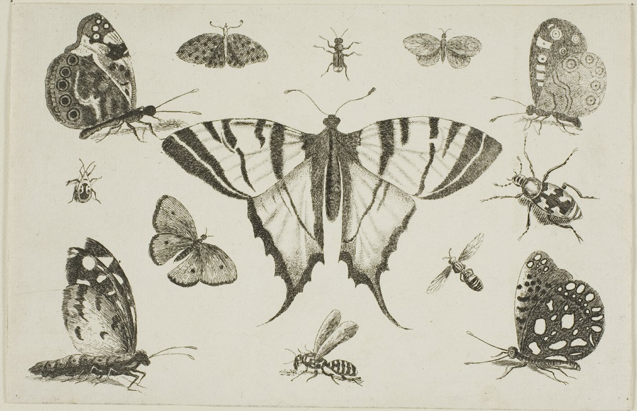 Motýl vlaštovčí a dvanáct dalších druhů hmyzu od Wenceslaus Hollar