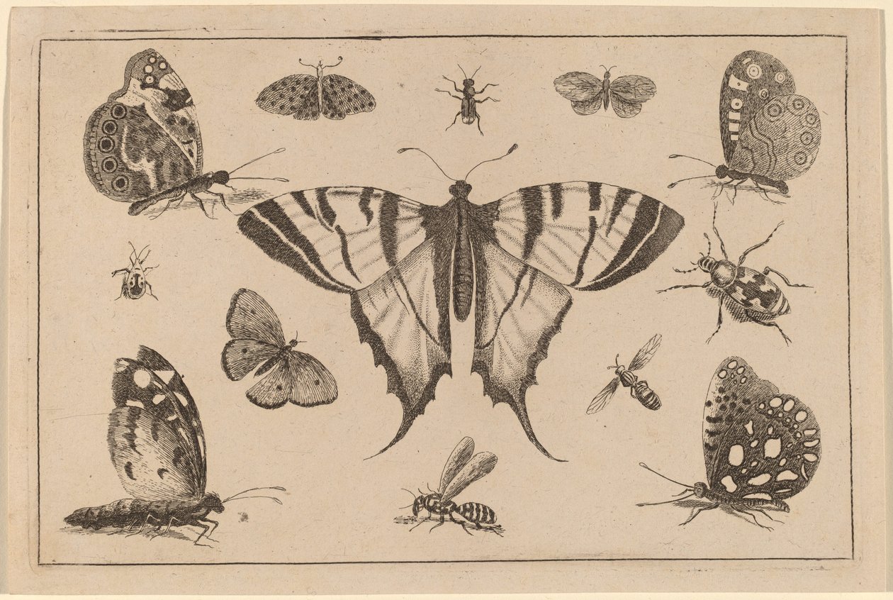 Motýl vlaštovčí a dalších dvanáct hmyzu od Wenceslaus Hollar