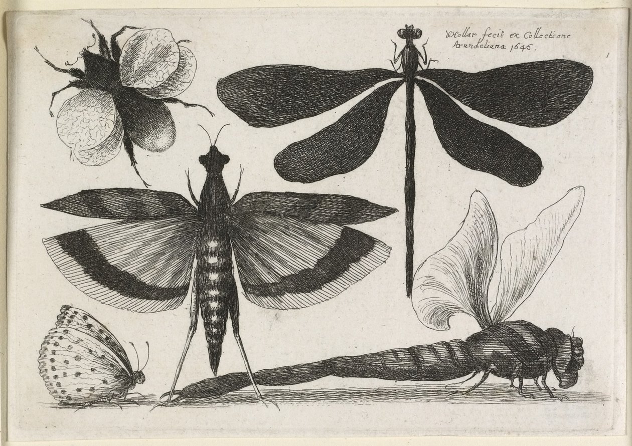 Sada motýlů, jeden z dvanácti, 1646 od Wenceslaus Hollar