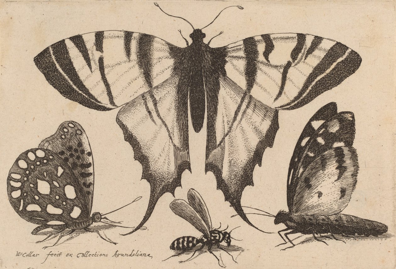 Tři motýli a vosa, 1646. od Wenceslaus Hollar