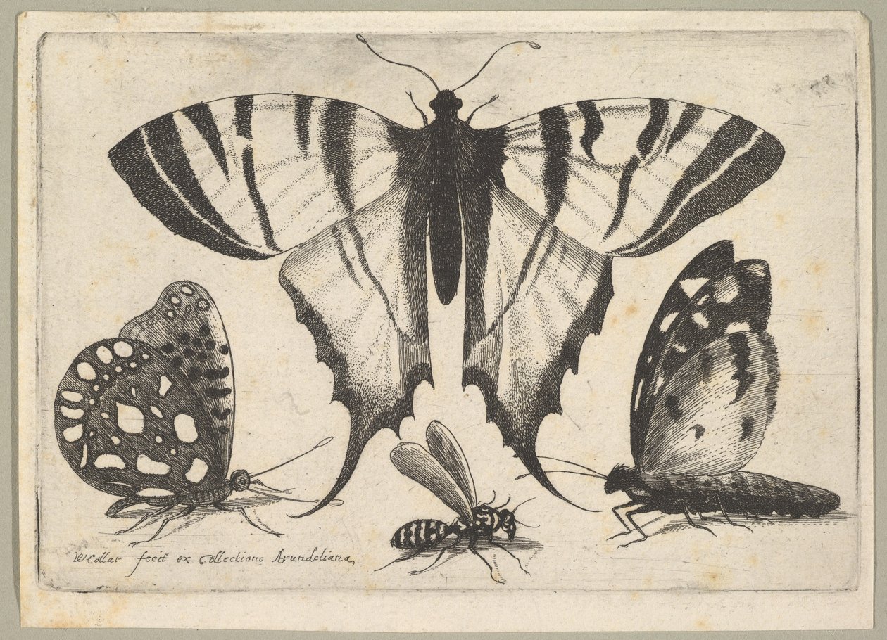 Tři motýli a vosa, 1646. od Wenceslaus Hollar