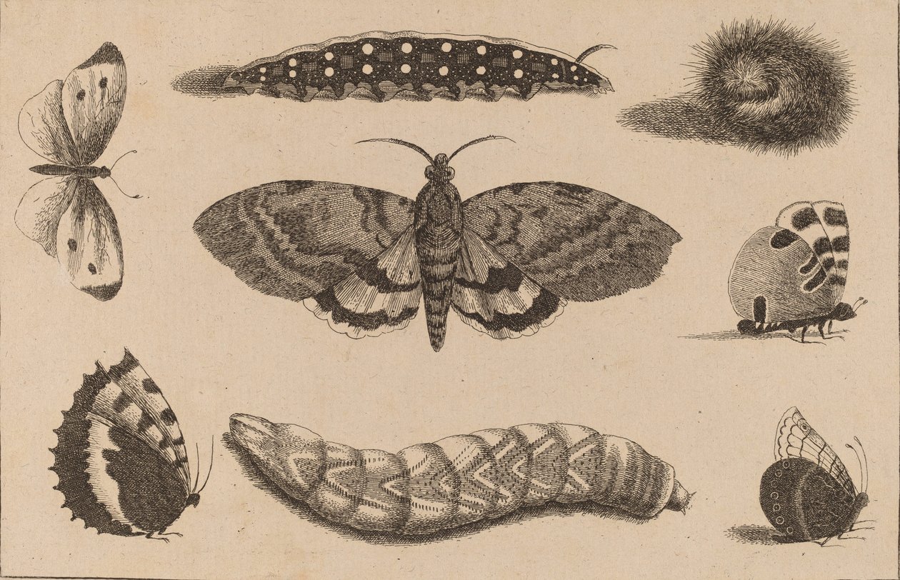 Tři housenky, můra a čtyři motýli. od Wenceslaus Hollar