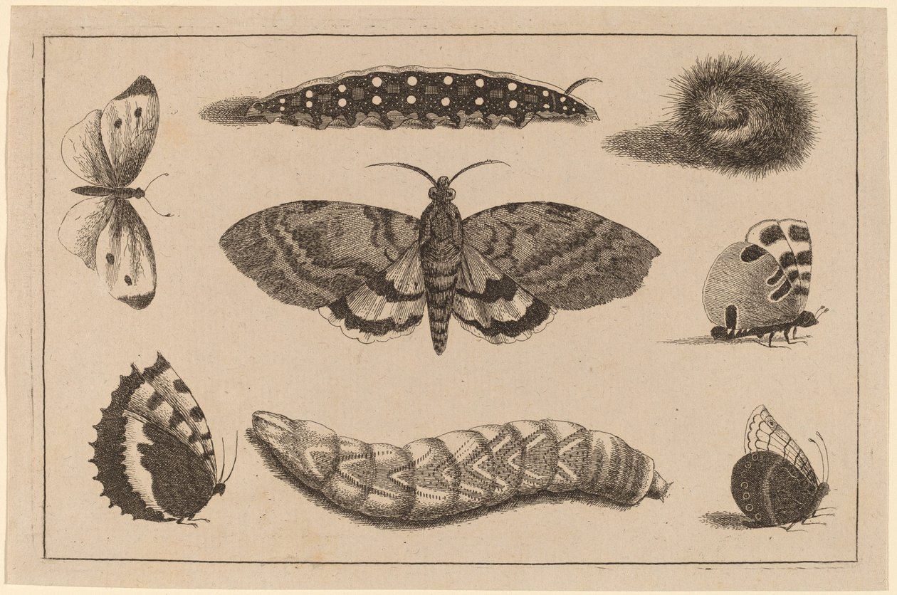 Tři housenky, můra a čtyři motýli od Wenceslaus Hollar