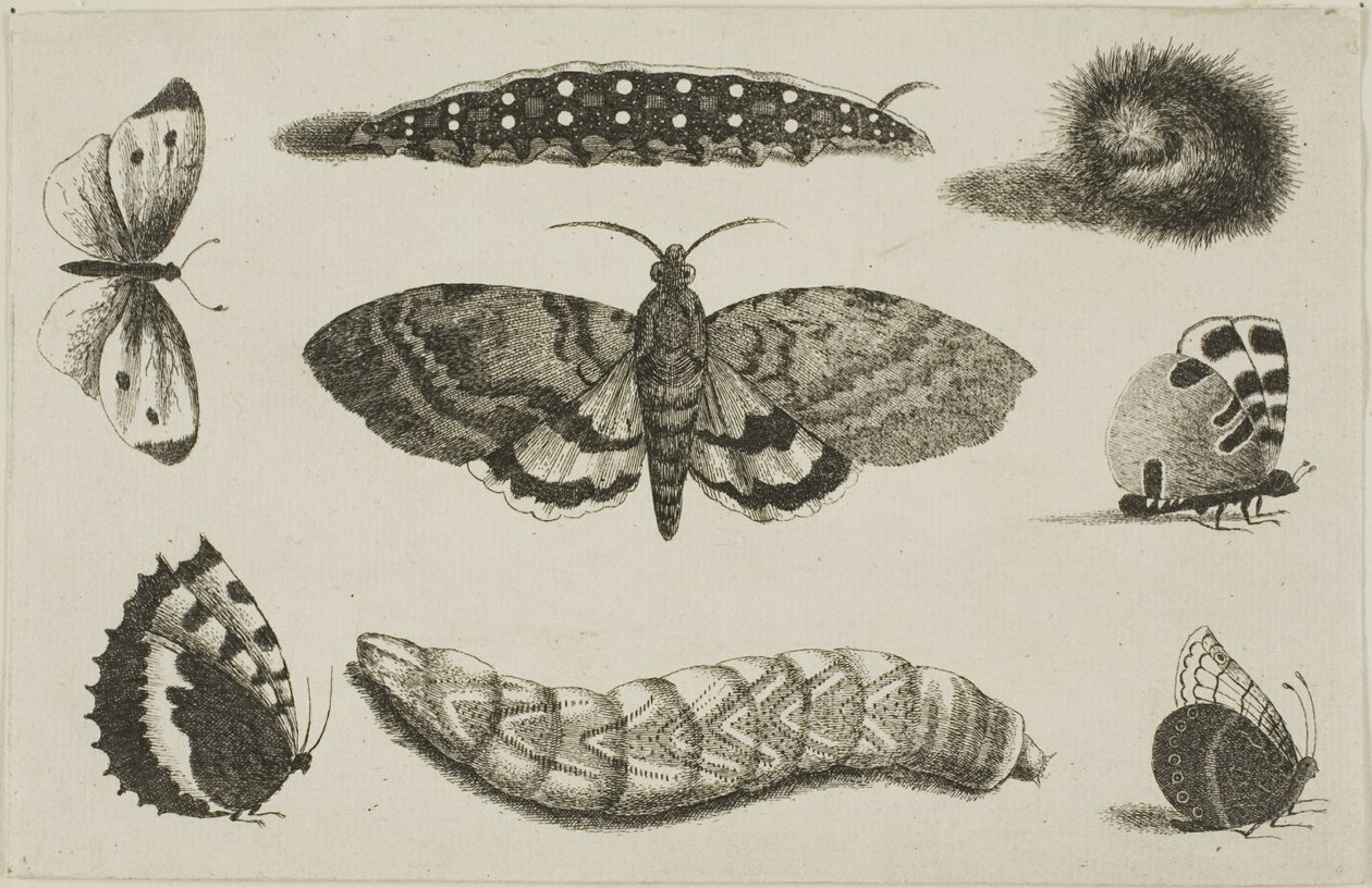 Tři housenky, můra a čtyři motýli od Wenceslaus Hollar