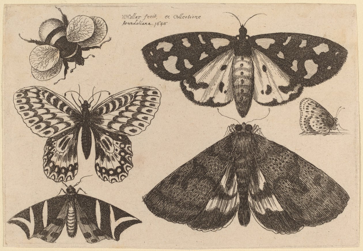 Tři můry, dva motýli a čmelák od Wenceslaus Hollar