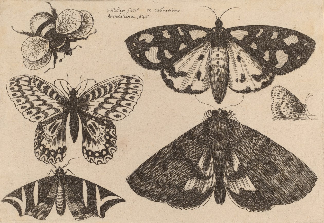 Tři můry, dva motýli a bumble Bee, 1646. od Wenceslaus Hollar