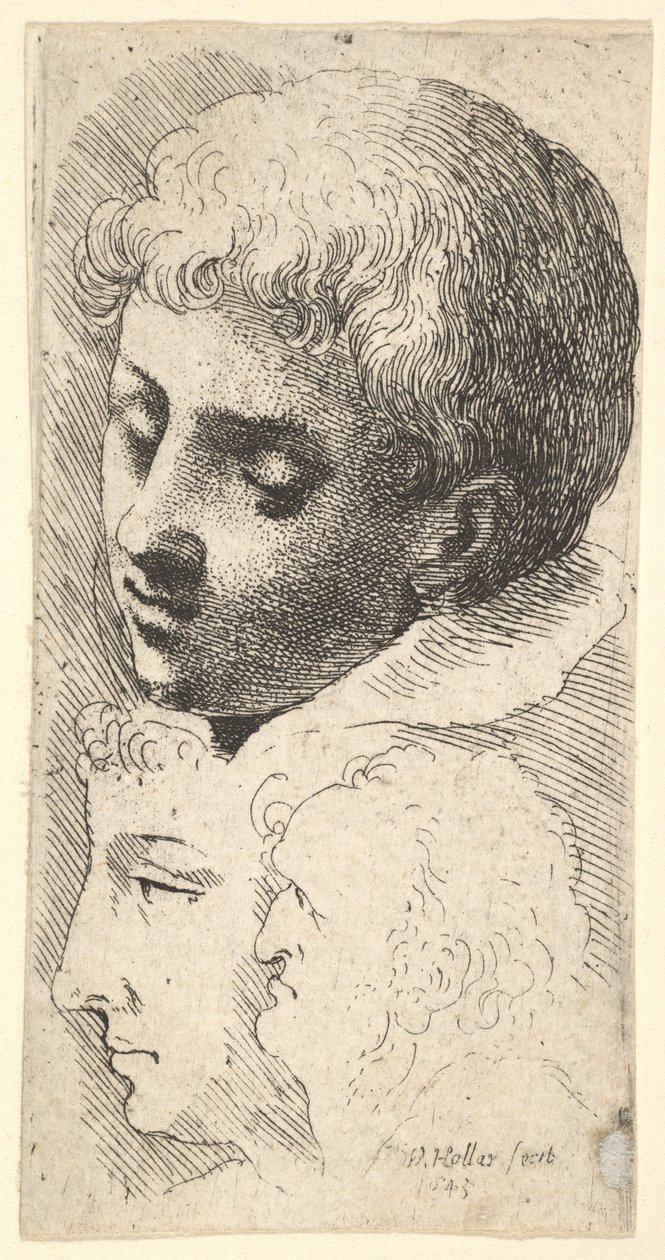 Tři hlavy, 1645. od Wenceslaus Hollar