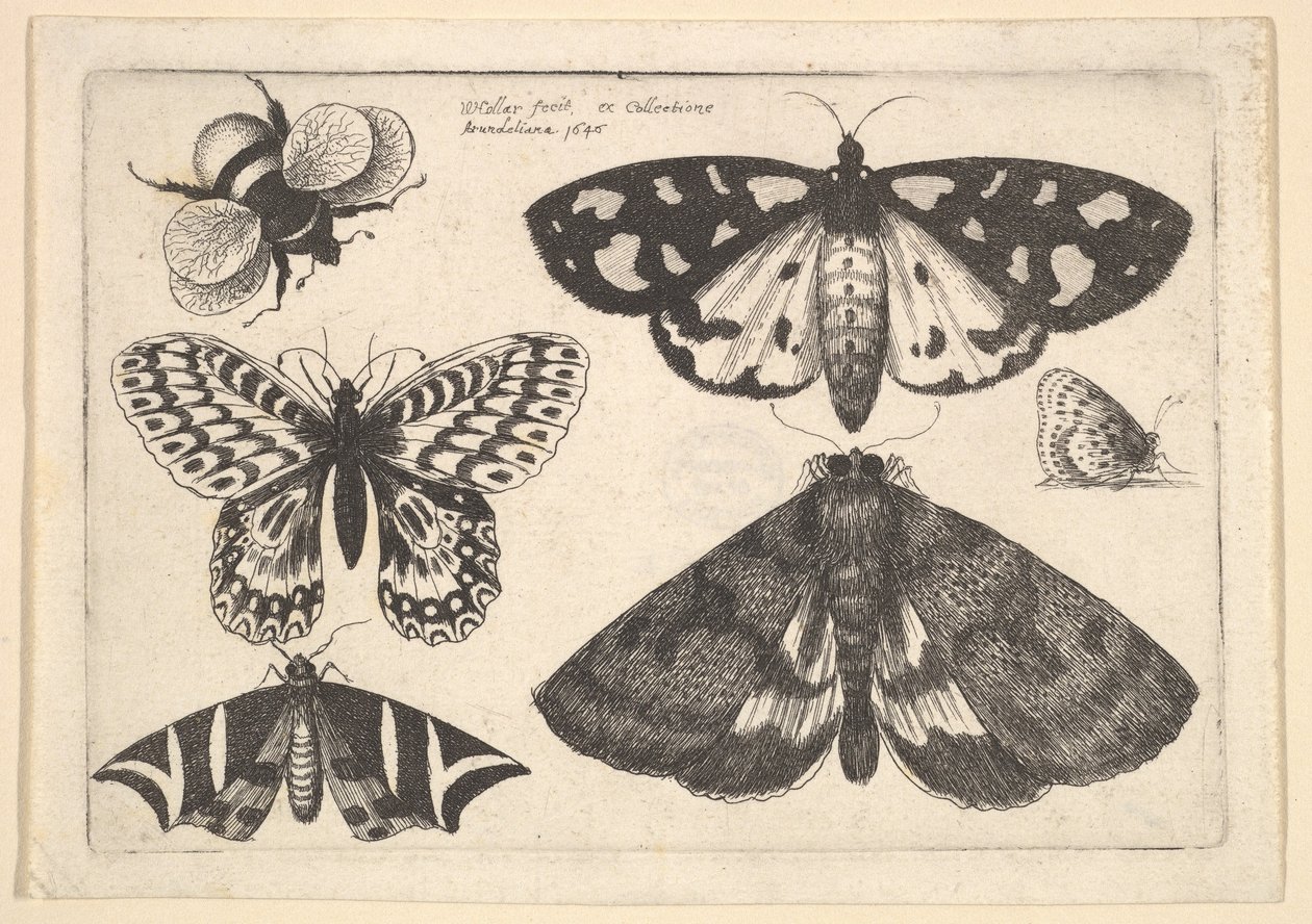 Tři můry, dva motýli a čmelák, 1646. od Wenceslaus Hollar